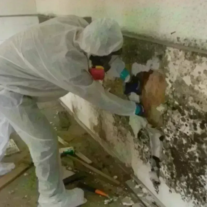 Mold Remediation and Removal in Fairmount, IN